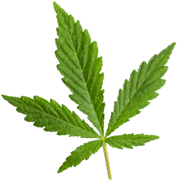 https://rpi-partners.com/wp-content/uploads/2018/12/marijuana_leaf.png